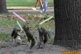 jedi squirrels