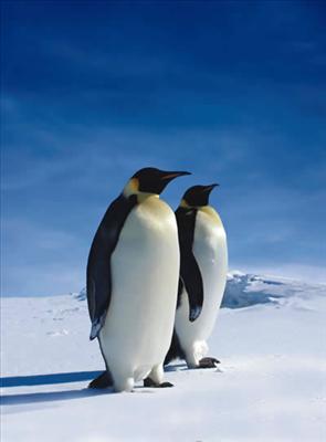 penguin