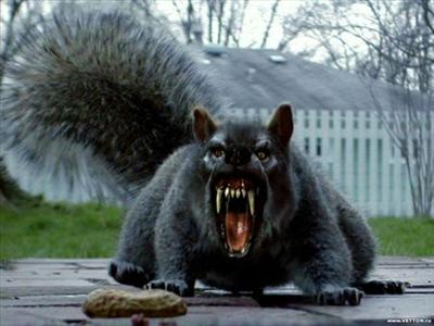 scary squirrel