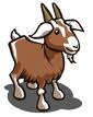 goat