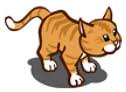 Orange Tabby