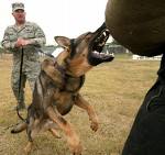 (ru)K9 Sqaud 