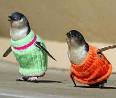 fashion penguins