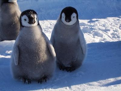 nice penguin