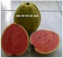 Guava