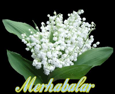 mrb7