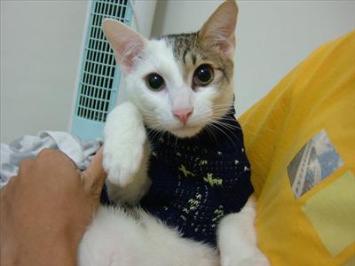 cat of bracing