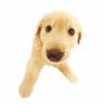 Yellow Lab