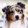 Australian Shepherd