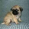Pug