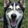 Siberian Husky