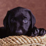Black Lab