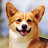 Corgi