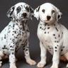 Dalmation