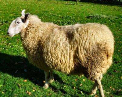 un mouton