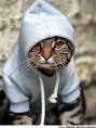 Rap Cat