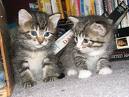 Baby Kittens