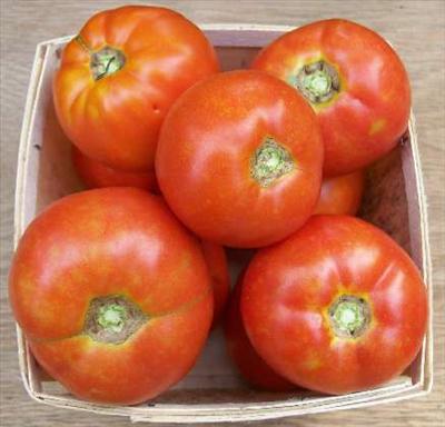Tomato