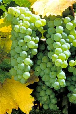 Grapes