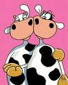 Cows
