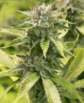OG Kush