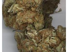 Skunk Weed