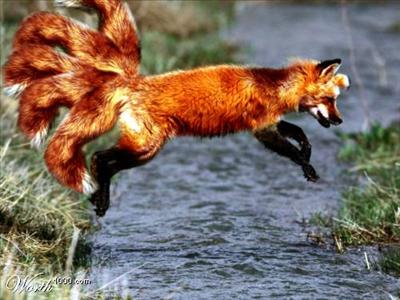Vulpix