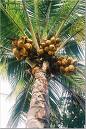 Coconut tree