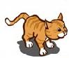 Orange Cat