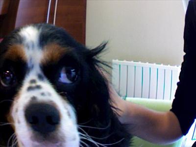 Fish Eye Dog