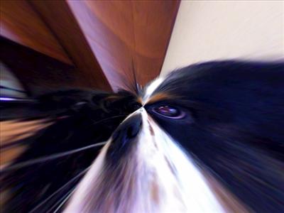 Dent Dog