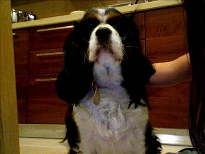 Just A Dog