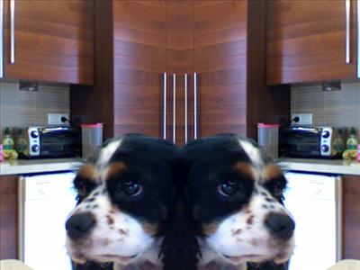 Two Dogs
