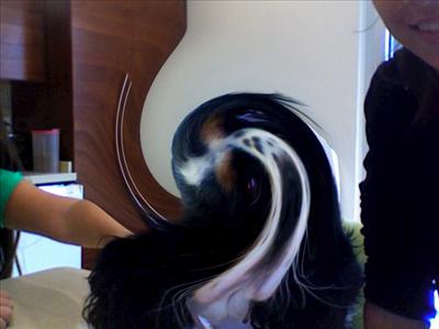Twirl Dog