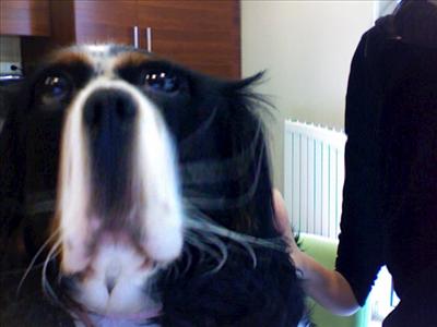 Squeeze Dog