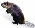 Attentive Beaver
