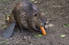 Snack-Time Beaver