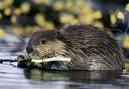 Curious Beaver
