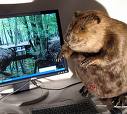 Professional Beaver