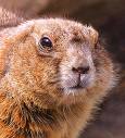 Intense Beaver