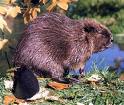 Shy Beaver