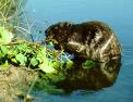 Wet Beaver