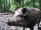 domuz (pig)