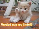 Lindo