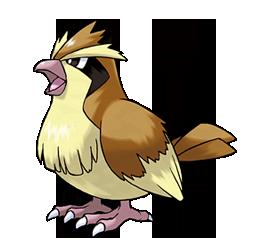 Pidgey