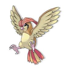 Pigeotto