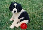 english spring spaniel