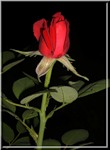 single rose