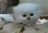 kedi