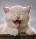 Big Yawn